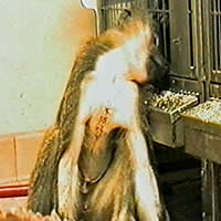 Baboon post-op