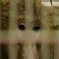 Baboon