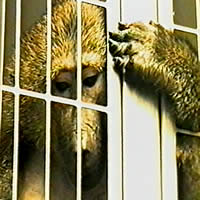 Baboon in cage
