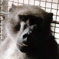 Baboon