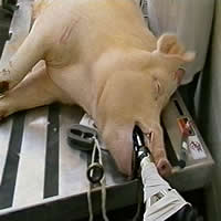 Pig operation
