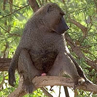 Olive baboon (Papio anubis)